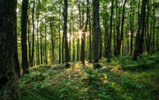 Zdjęcie lasu oświetlanego przez promienie słoneczne