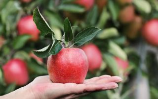 Zdjęcie dojrzałego jabłka leżącego na ręce.